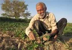 کارگاه مدیریت زمستانه باغات و هرس