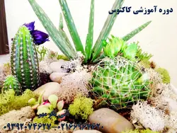 پرورش و نگهداری کاکتوس