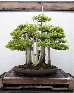 پرورش درختچه مینیاتوری – بنسای