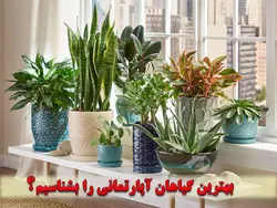 پرورش و نگهداری گیاهان آپارتمانی