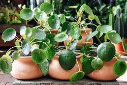 پرورش و نگهداری گیاهان آپارتمانی