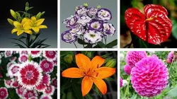 پرورش و نگهداری گیاهان آپارتمانی