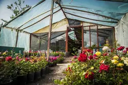 پرورش و نگهداری گیاهان آپارتمانی