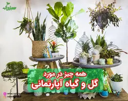 پرورش و نگهداری گیاهان آپارتمانی