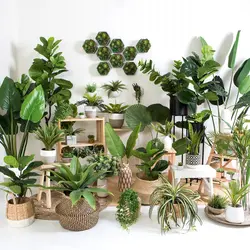 پرورش و نگهداری گیاهان آپارتمانی