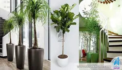 پرورش و نگهداری گیاهان آپارتمانی