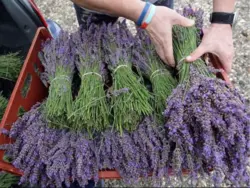 پرورش و کاشت گیاهان دارویی