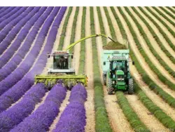 پرورش و کاشت گیاهان دارویی