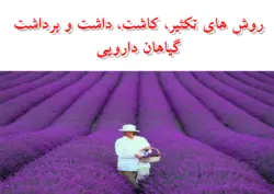 پرورش و کاشت گیاهان دارویی