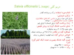 پرورش و کاشت گیاهان دارویی