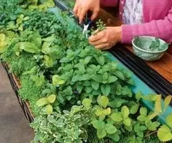 سبزیکاری -کشت سبزی گلخانه ای