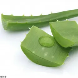 پرورش و تکثیر آلوئه ورا