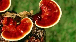 قارچ دارویی گانودرما