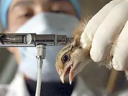 بهداشت و بیماریهای دام و طیور