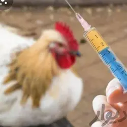 واکسیناسیون و تزریقات طیور