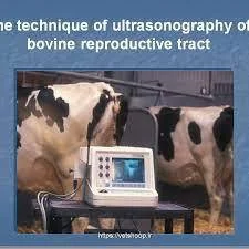 تشخیص آبستنی در دام بزرگ با استفاده از سونوگرافی