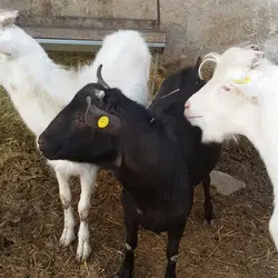 تشخیص آبستنی در دام بزرگ با استفاده از سونوگرافی