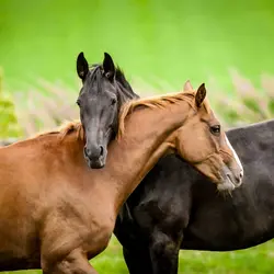 نعل بندی طبی اسب مقدماتی