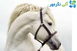 نعل بندی طبی اسب مقدماتی