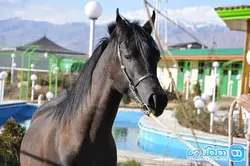 نعل بندی طبی اسب مقدماتی