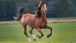 نعل بندی طبی اسب مقدماتی