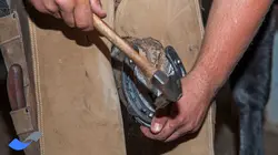 نعل بندی طبی اسب مقدماتی