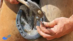 نعل بندی طبی اسب مقدماتی
