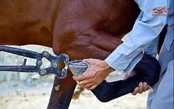 نعل بندی طبی اسب مقدماتی