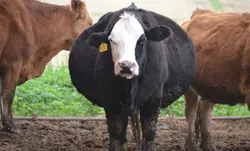 تلقیح مصنوعی عملی گاو و گاومیش رشته های غیر مرتبط