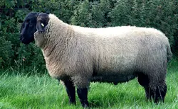 پرورش گوسفند داشتی (رومانف، برولا افشار و …)