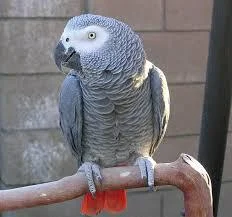 پرورش و نگهداری طوطی کاسکو