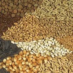 جیره نویسی سایر طیور و ماکیان