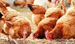 پرورش مرغ بومی