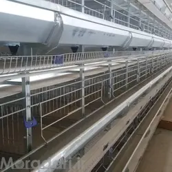 پرورش مرغ تخمگذار