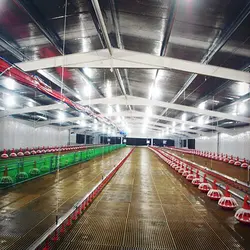 پرورش مرغ تخمگذار