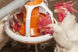 پرورش مرغ تخمگذار