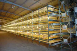 پرورش مرغ تخمگذار