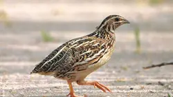 پرورش بلدرچین