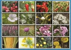 خواص گیاهان دارویی-عطاری