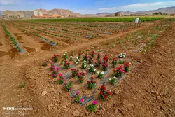 خواص گیاهان دارویی-عطاری