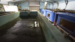 کشت آکواپونیک (پرورش ماهی و گیاه)