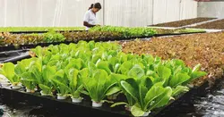 کشت آکواپونیک (پرورش ماهی و گیاه)