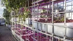 کشت آکواپونیک (پرورش ماهی و گیاه)