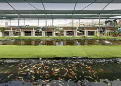 کشت آکواپونیک (پرورش ماهی و گیاه)