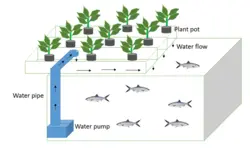 کشت آکواپونیک (پرورش ماهی و گیاه)