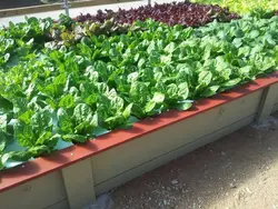 کشت آکواپونیک (پرورش ماهی و گیاه)