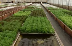 کشت آکواپونیک (پرورش ماهی و گیاه)