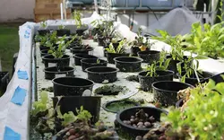 کشت آکواپونیک (پرورش ماهی و گیاه)