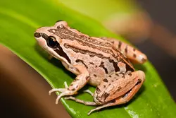 پرورش صنعتی قورباغه