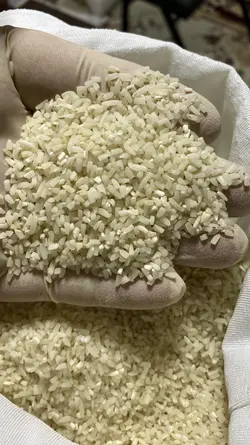 نیم دانه طارم هاشمی کشت اول